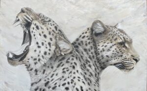 Leopards
