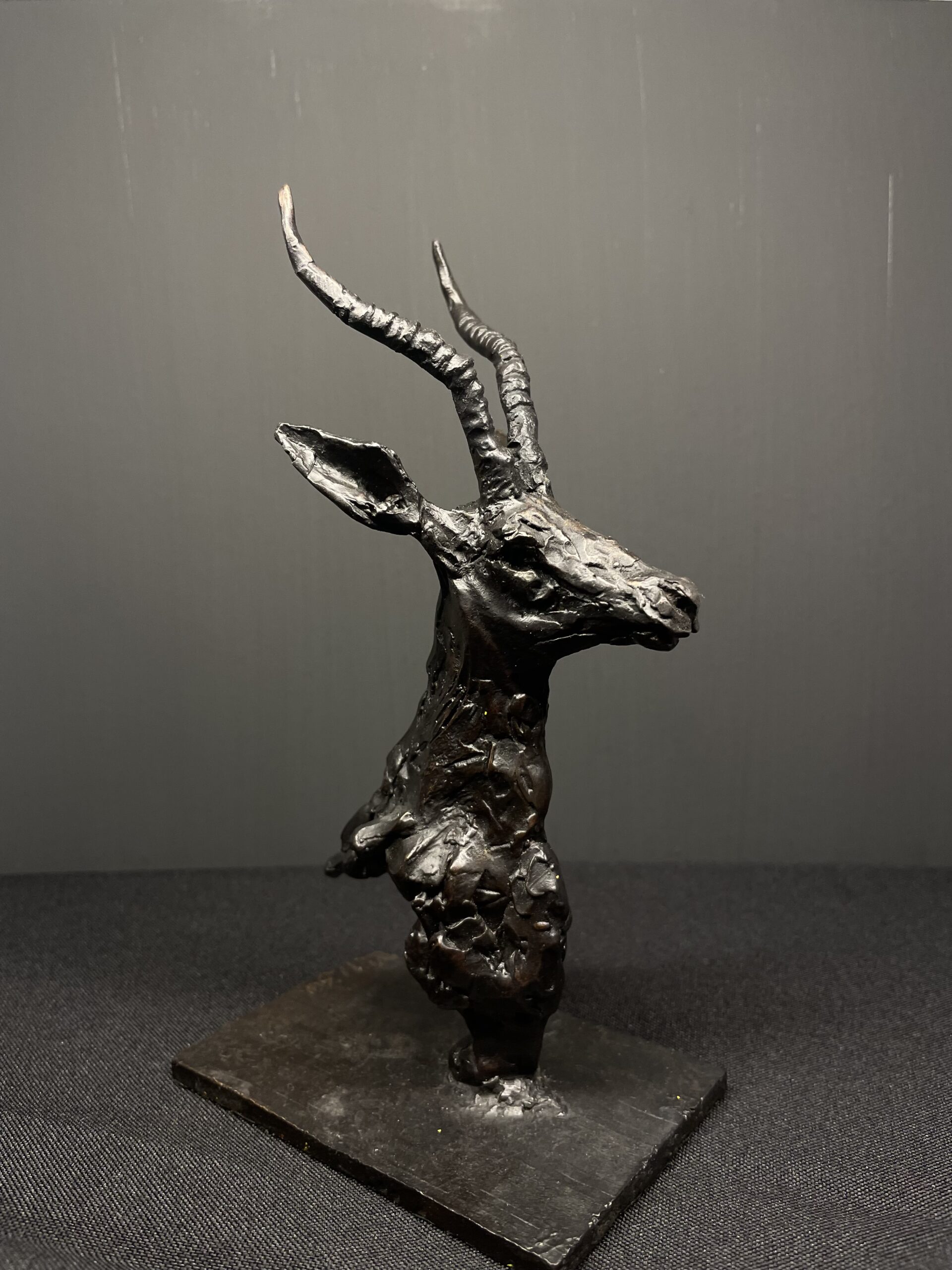 Springbok